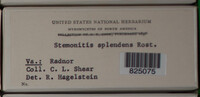 Stemonitis splendens image